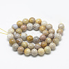 Natural Fossil Coral Beads Strands X-G-R446-6mm-28-2